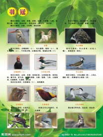 绿色展板