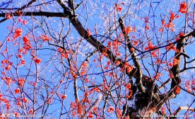 疑似梅花三月天