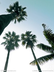 槟榔树(非高清)