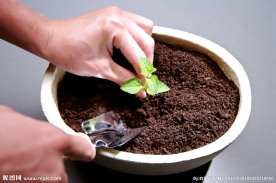 绿色植物