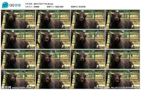 斗牛场的公牛高清实拍视频素材