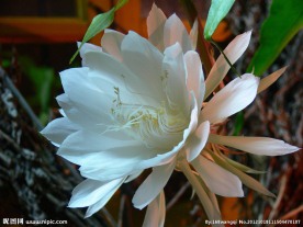 昙花