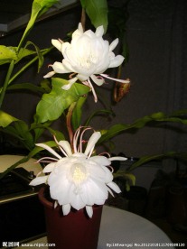 昙花