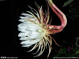 昙花