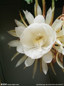 昙花