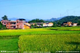 稻田风光 乡村景色