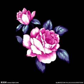 手绘月季花