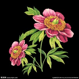 欧式手绘花