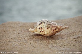 海螺