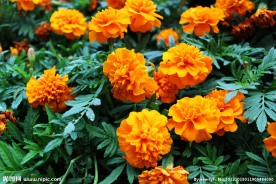 花圃