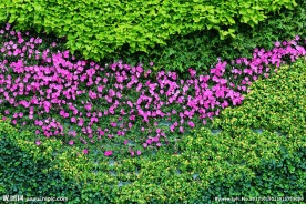 花圃