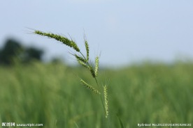 稗草