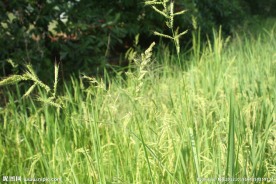 稗草