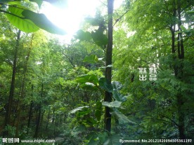 绿叶植物