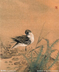 梳羽