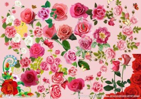 玖瑰花