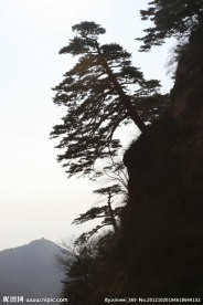 泰山迎客松