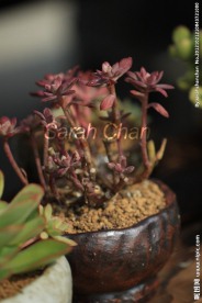 多肉植物