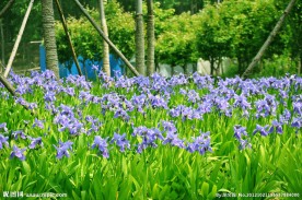 鸢尾花