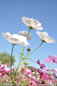 波斯菊