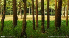 树林(非高清)