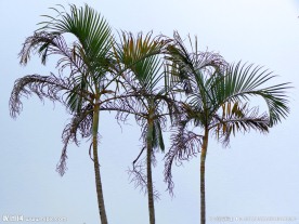 散尾葵(非高清)