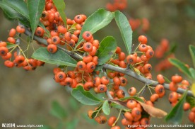 火棘的果