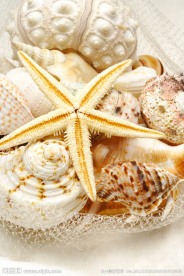 贝壳 海螺 海星