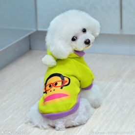 宠物衣服