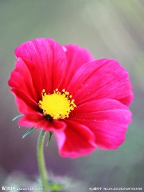 小花