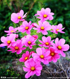 波斯菊