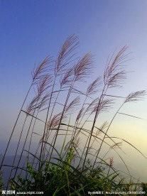 芦花
