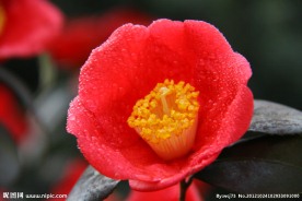 花蕊