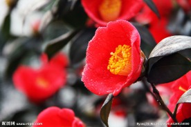茶花