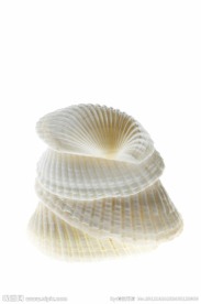 贝壳 海螺