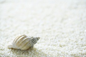 海螺 贝壳