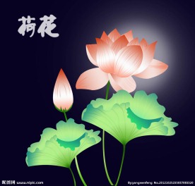 荷花