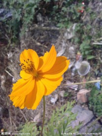 金鸡菊