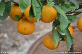 金橘