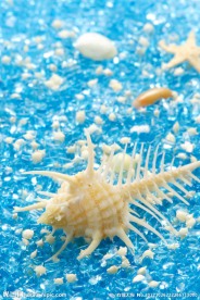 海螺 贝壳