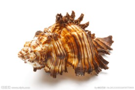 海螺 贝壳