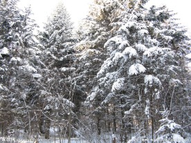雪乡风景