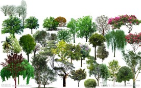 PSD树木 景观配景