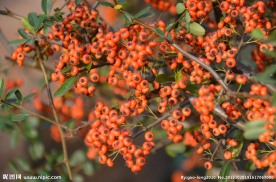 火棘的果