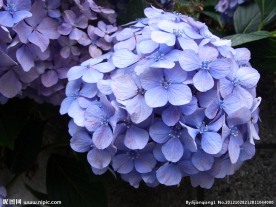 紫色鲜花