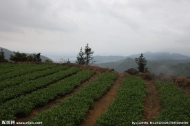 大茶谷茶叶基地