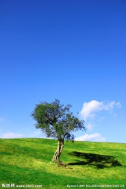 风景树