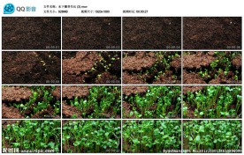 植物绿植生长高清实拍视频素材