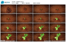植物绿植生长高清实拍视频素材