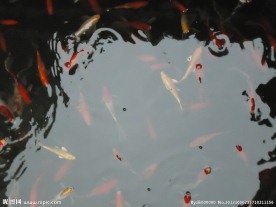 鱼池